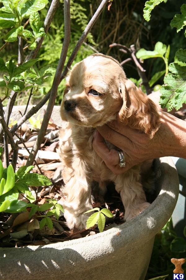 Puppies in Sacramento